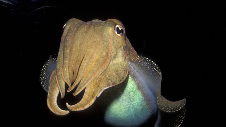 cuttlefish-1